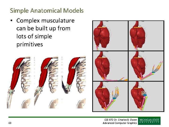 Simple Anatomical Models • Complex musculature can be built up from lots of simple Simple Anatomical Models • Complex musculature can be built up from lots of simple