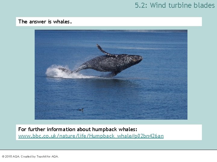 5. 2: Wind turbine blades The answer is whales. For further information about humpback