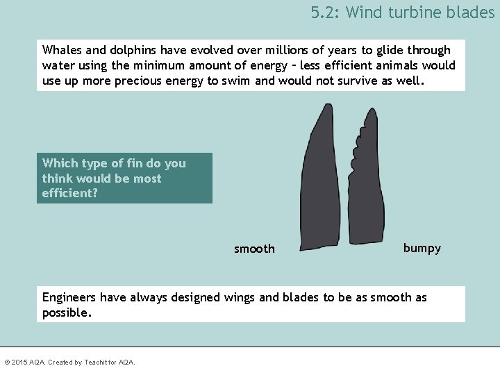 5. 2: Wind turbine blades Whales and dolphins have evolved over millions of years