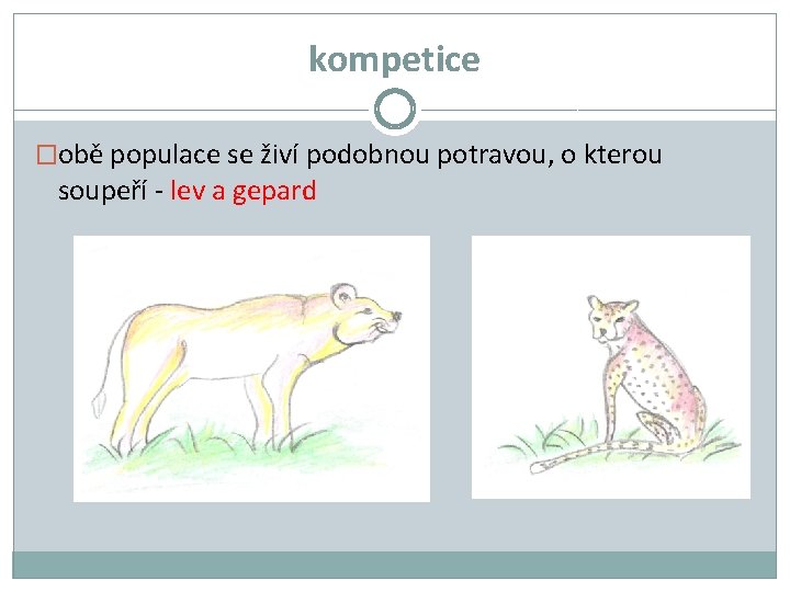 kompetice �obě populace se živí podobnou potravou, o kterou soupeří - lev a gepard kompetice �obě populace se živí podobnou potravou, o kterou soupeří - lev a gepard