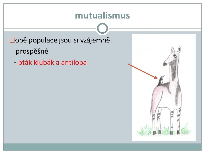 mutualismus �obě populace jsou si vzájemně prospěšné - pták klubák a antilopa 