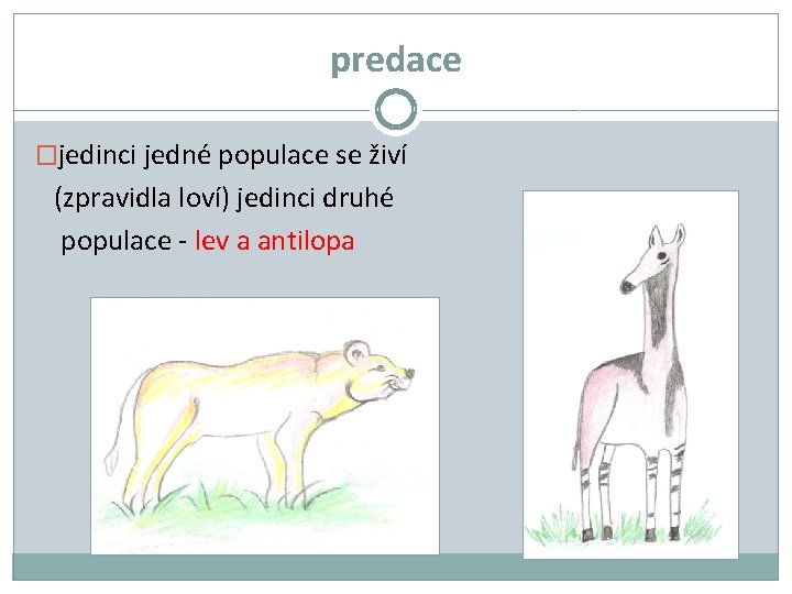 predace �jedinci jedné populace se živí (zpravidla loví) jedinci druhé populace - lev a predace �jedinci jedné populace se živí (zpravidla loví) jedinci druhé populace - lev a