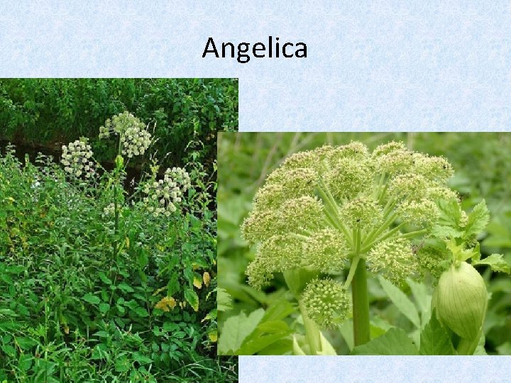 Angelica 