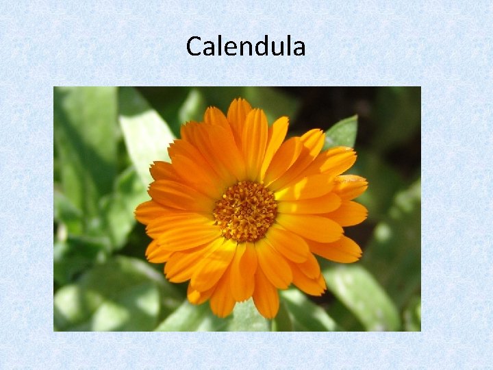 Calendula 