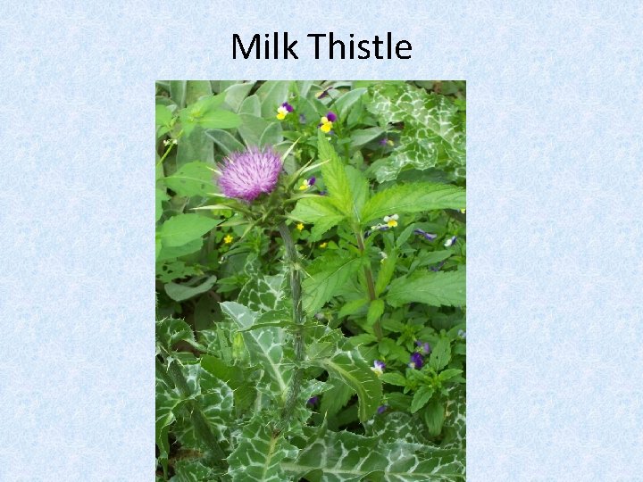 Milk Thistle 
