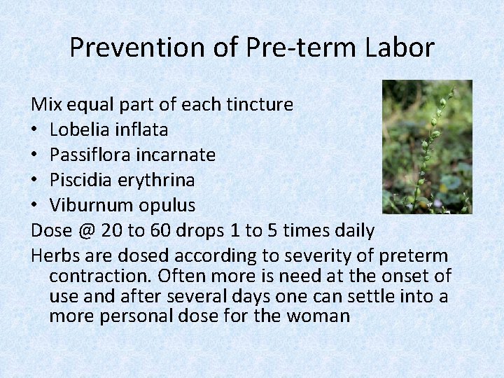 Prevention of Pre-term Labor Mix equal part of each tincture • Lobelia inflata •