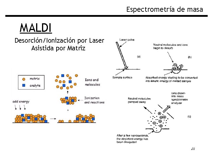 Espectrometría de masa MALDI Desorción/Ionización por Laser Asistida por Matriz 20 