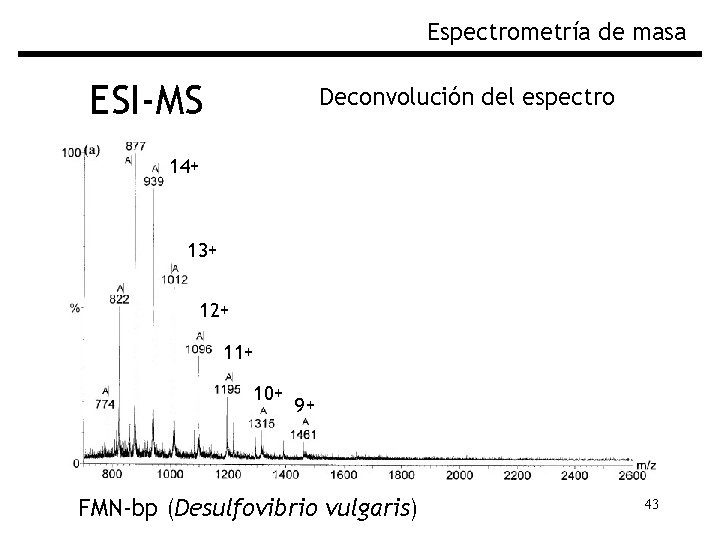 Espectrometría de masa ESI-MS Deconvolución del espectro 14+ 13+ 12+ 11+ 10+ 9+ FMN-bp