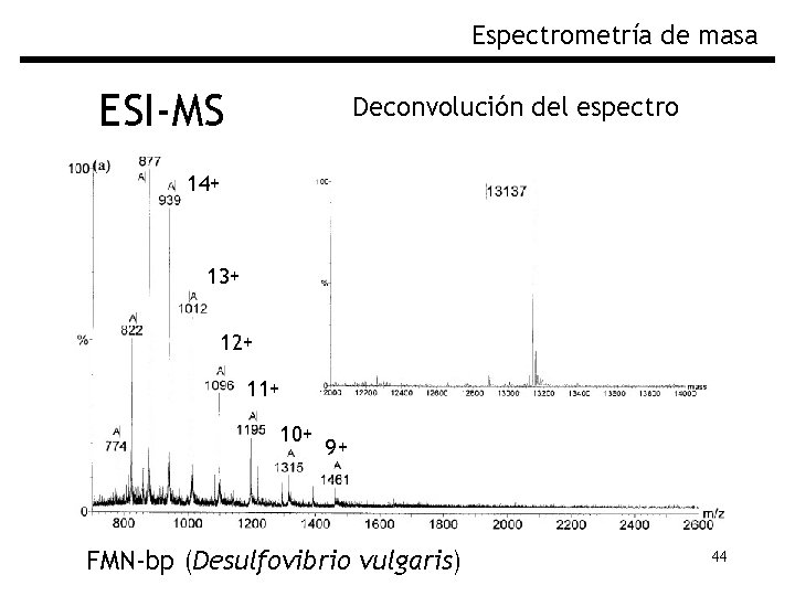 Espectrometría de masa ESI-MS Deconvolución del espectro 14+ 13+ 12+ 11+ 10+ 9+ FMN-bp