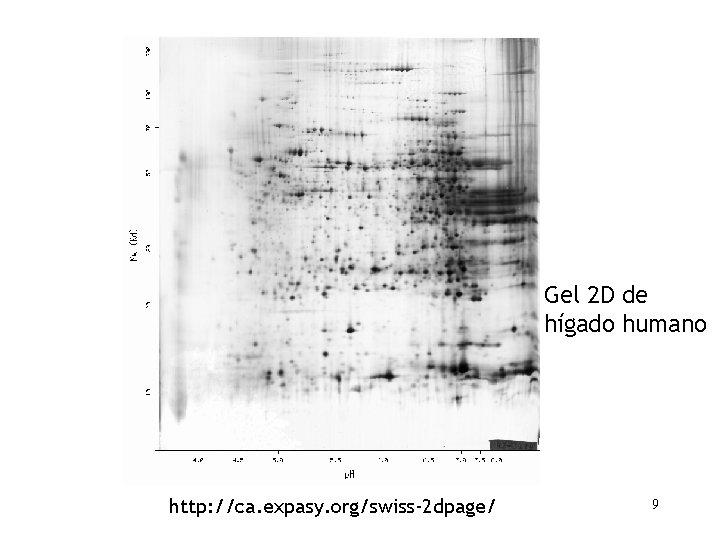 Gel 2 D de hígado humano http: //ca. expasy. org/swiss-2 dpage/ 9 