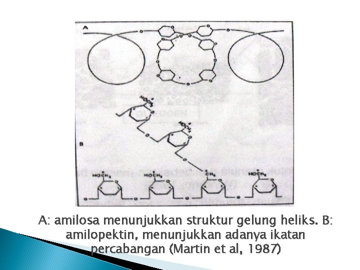 A: amilosa menunjukkan struktur gelung heliks. B: amilopektin, menunjukkan adanya ikatan percabangan (Martin et