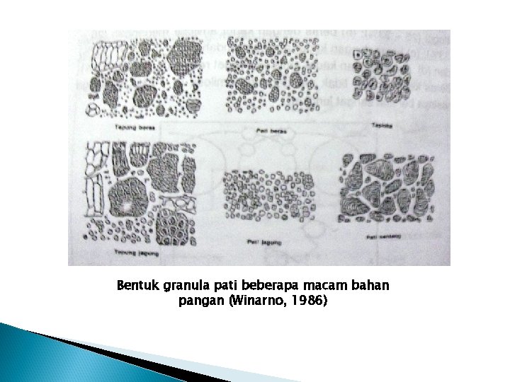 Bentuk granula pati beberapa macam bahan pangan (Winarno, 1986) 