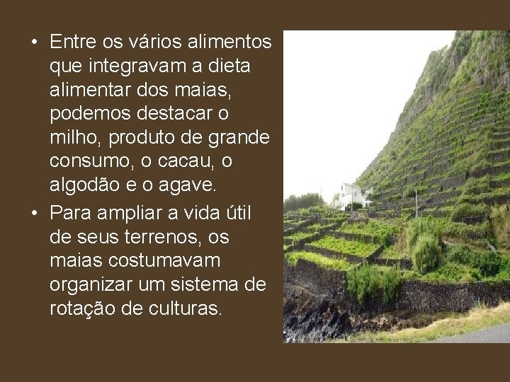  • Entre os vários alimentos que integravam a dieta alimentar dos maias, podemos