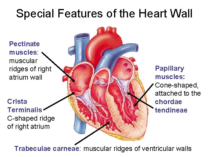 Special Features of the Heart Wall Pectinate muscles: muscular ridges of right atrium wall