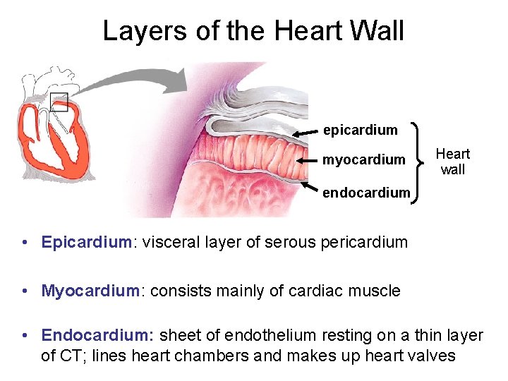 Layers of the Heart Wall epicardium myocardium Heart wall endocardium • Epicardium: visceral layer