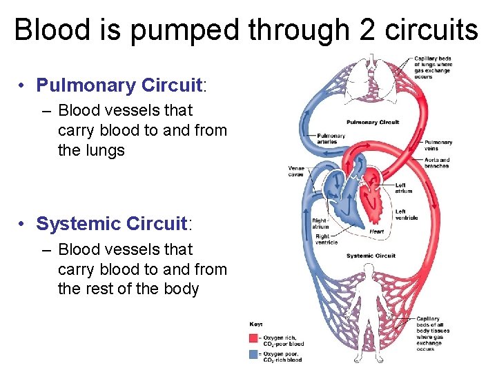 Blood is pumped through 2 circuits • Pulmonary Circuit: – Blood vessels that carry
