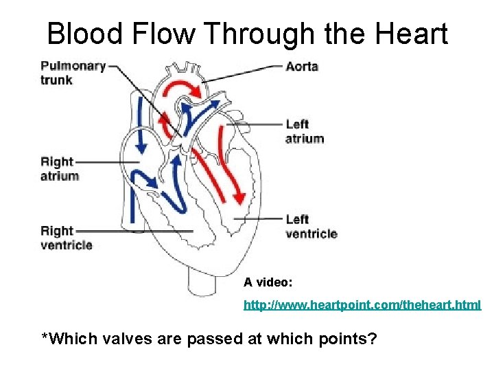 Blood Flow Through the Heart A video: http: //www. heartpoint. com/theheart. html *Which valves