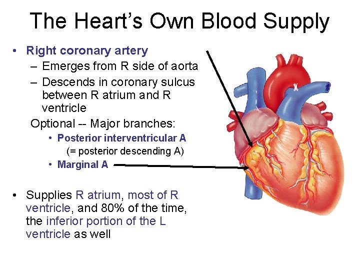 The Heart’s Own Blood Supply • Right coronary artery – Emerges from R side