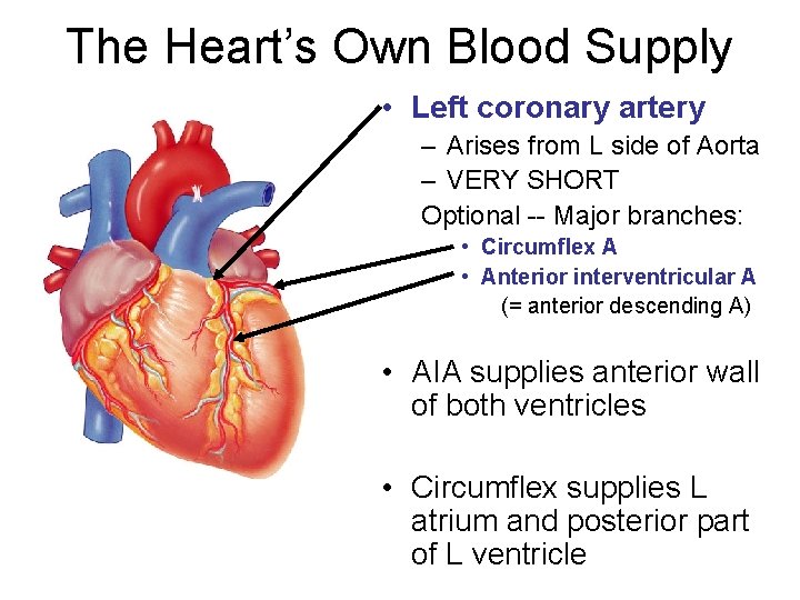 The Heart’s Own Blood Supply • Left coronary artery – Arises from L side
