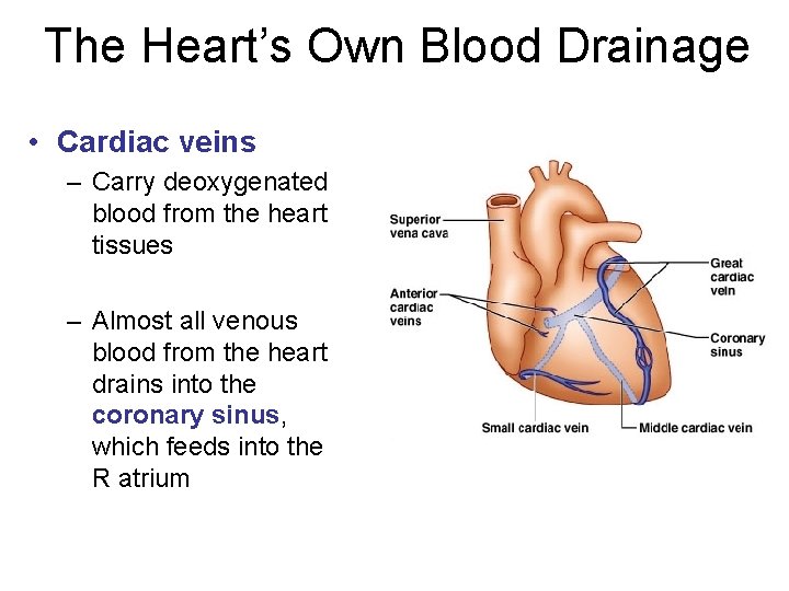 The Heart’s Own Blood Drainage • Cardiac veins – Carry deoxygenated blood from the