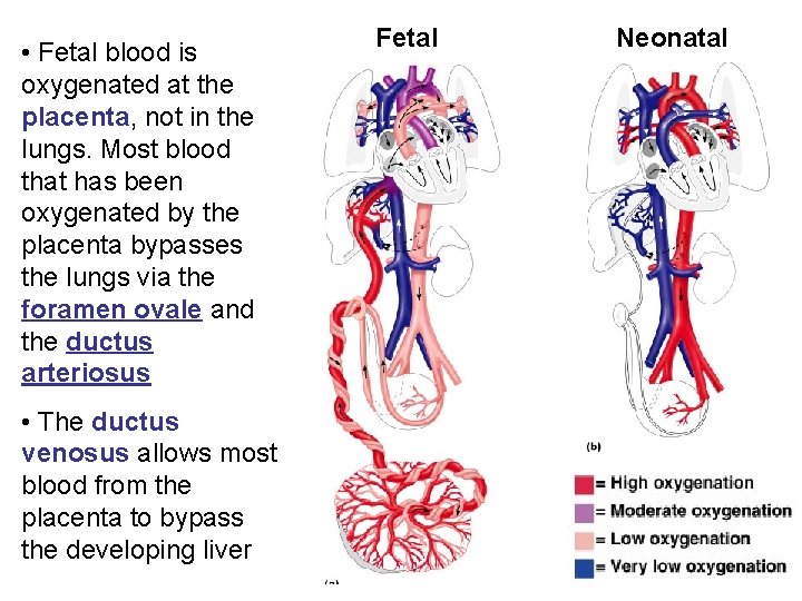  • Fetal blood is oxygenated at the placenta, not in the lungs. Most