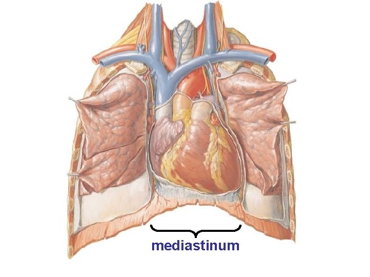 mediastinum 