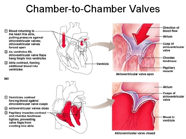 Chamber-to-Chamber Valves 