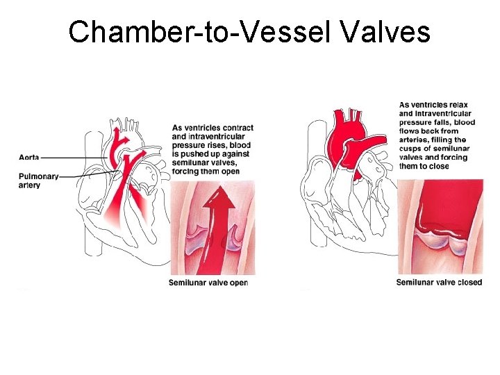 Chamber-to-Vessel Valves 