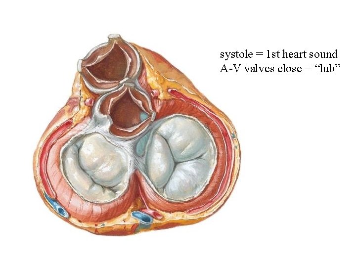 systole = 1 st heart sound A-V valves close = “lub” 