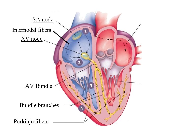 SA node Internodal fibers AV node AV Bundle branches Purkinje fibers 