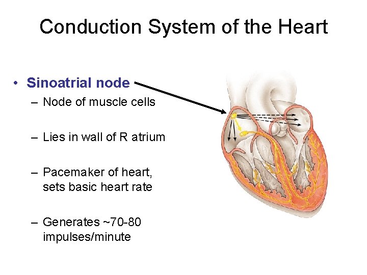 Conduction System of the Heart • Sinoatrial node – Node of muscle cells –