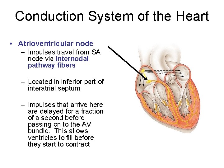 Conduction System of the Heart • Atrioventricular node – Impulses travel from SA node