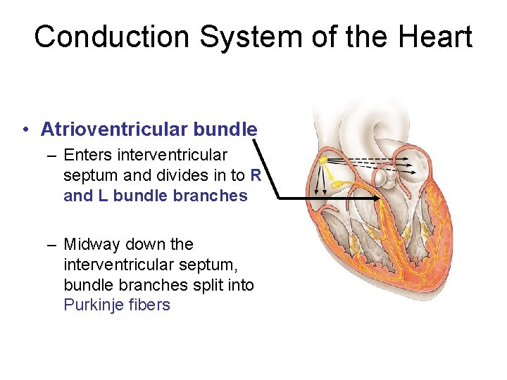 Conduction System of the Heart • Atrioventricular bundle – Enters interventricular septum and divides