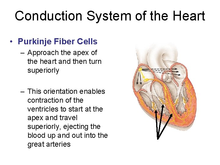Conduction System of the Heart • Purkinje Fiber Cells – Approach the apex of