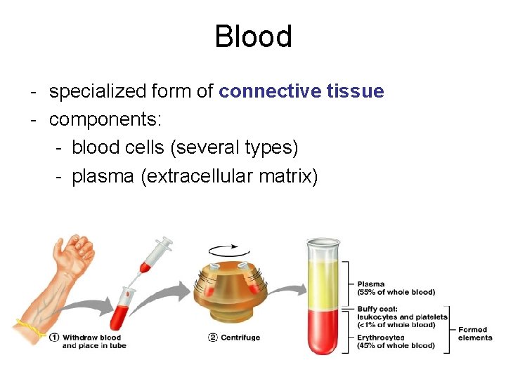 Blood - specialized form of connective tissue - components: - blood cells (several types)