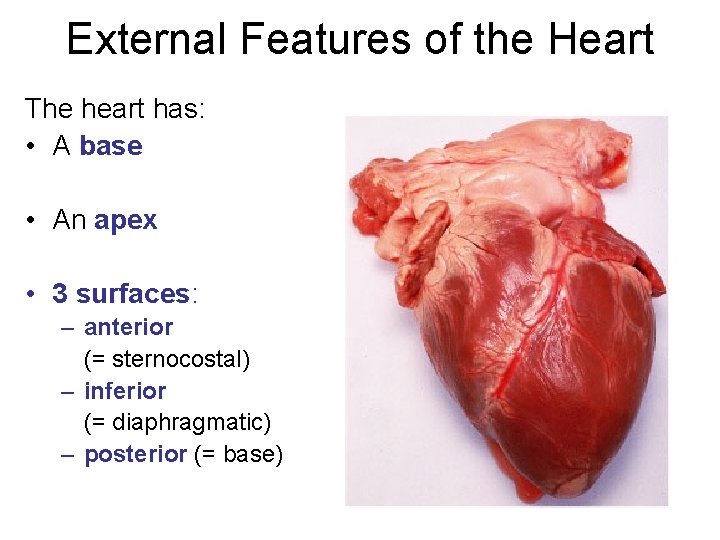 External Features of the Heart The heart has: • A base • An apex