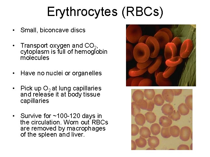 Erythrocytes (RBCs) • Small, biconcave discs • Transport oxygen and CO 2, cytoplasm is