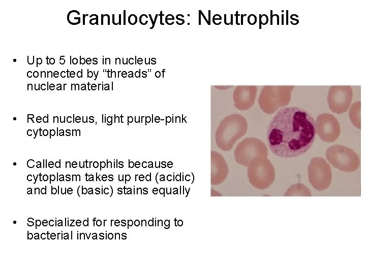 Granulocytes: Neutrophils • Up to 5 lobes in nucleus connected by “threads” of nuclear