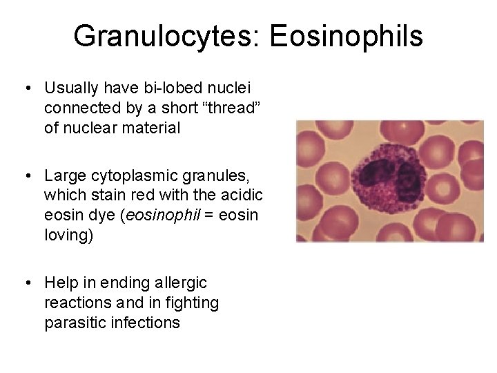 Granulocytes: Eosinophils • Usually have bi-lobed nuclei connected by a short “thread” of nuclear