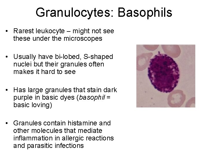 Granulocytes: Basophils • Rarest leukocyte – might not see these under the microscopes •