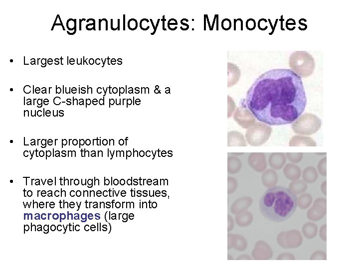 Agranulocytes: Monocytes • Largest leukocytes • Clear blueish cytoplasm & a large C-shaped purple