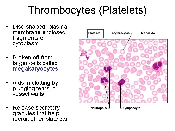 Thrombocytes (Platelets) • Disc-shaped, plasma membrane enclosed fragments of cytoplasm • Broken off from