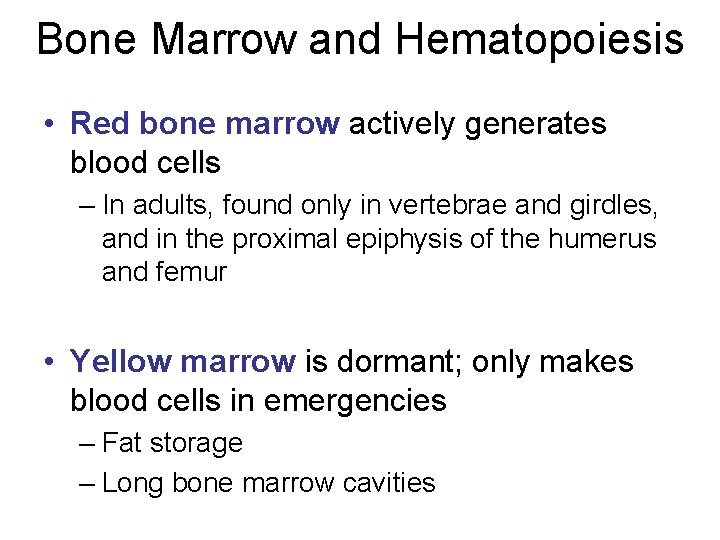 Bone Marrow and Hematopoiesis • Red bone marrow actively generates blood cells – In