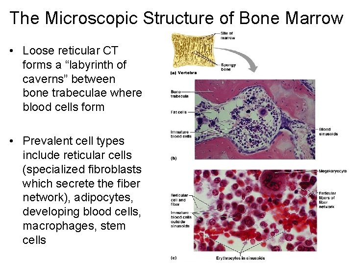 The Microscopic Structure of Bone Marrow • Loose reticular CT forms a “labyrinth of