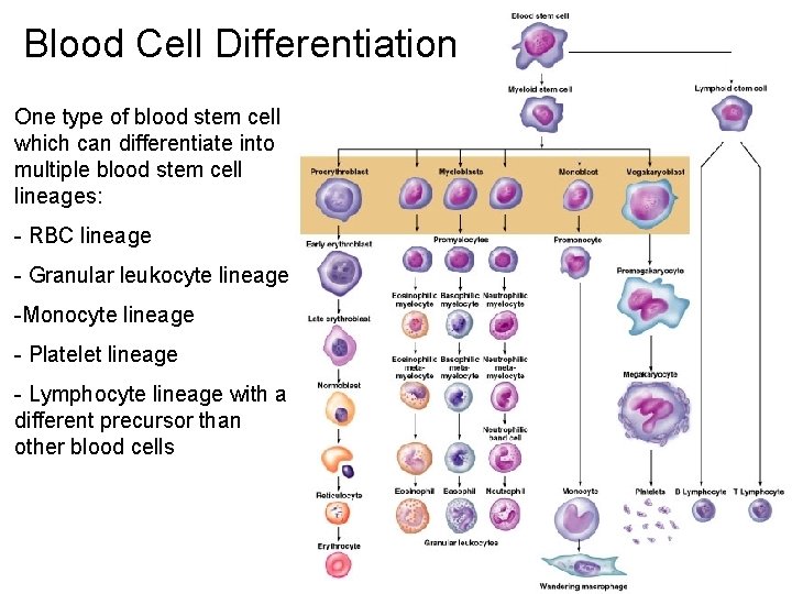 Blood Cell Differentiation One type of blood stem cell which can differentiate into multiple