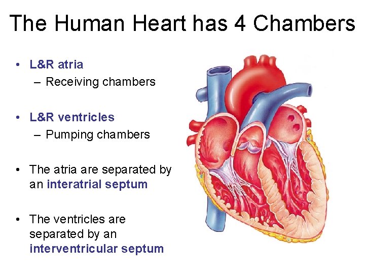 The Human Heart has 4 Chambers • L&R atria – Receiving chambers • L&R
