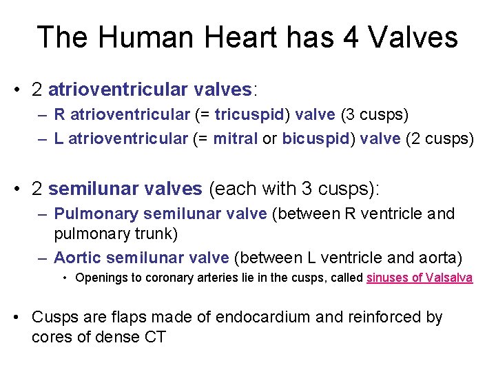 The Human Heart has 4 Valves • 2 atrioventricular valves: – R atrioventricular (=