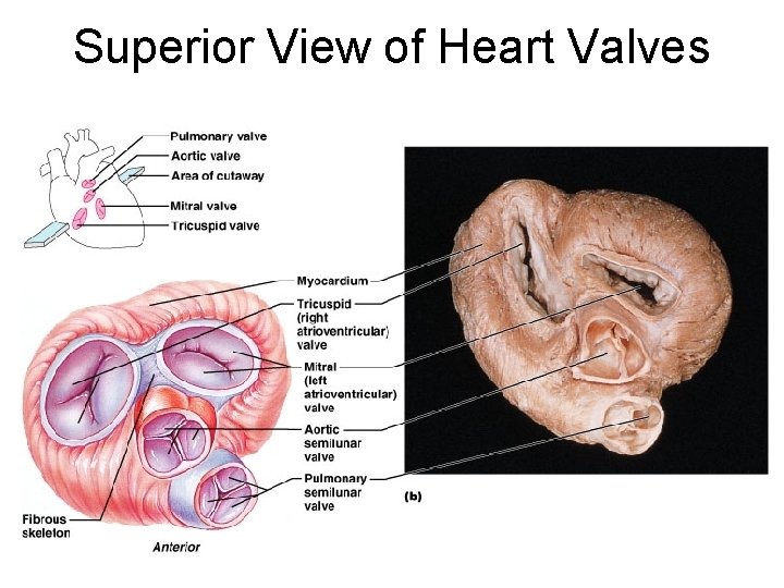 Superior View of Heart Valves 