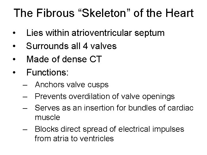 The Fibrous “Skeleton” of the Heart • • Lies within atrioventricular septum Surrounds all