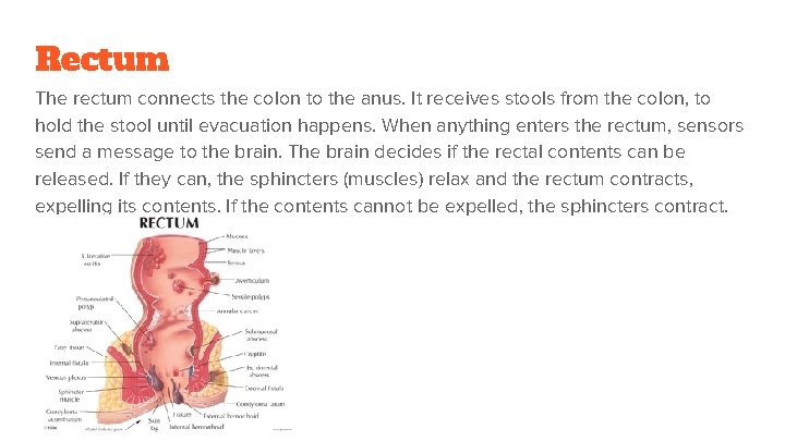 Rectum The rectum connects the colon to the anus. It receives stools from the
